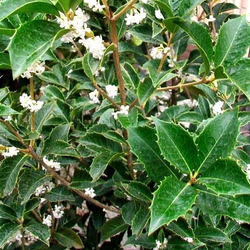 OSMANTHE À FEUILLES DE HOUX