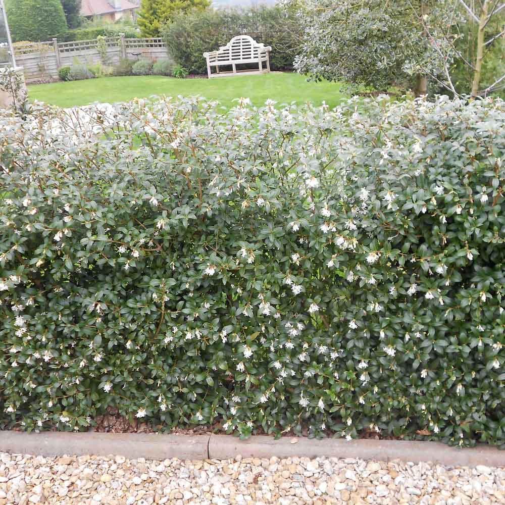 Osmanthus burkwoodii