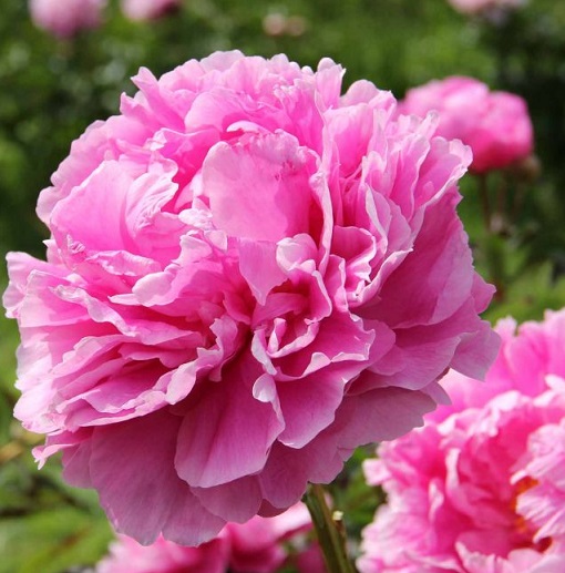 PIVOINE