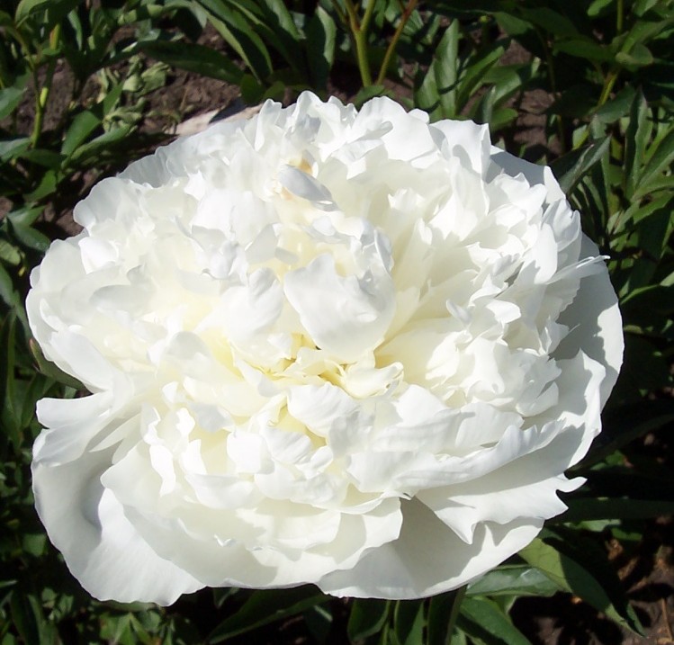 Paeonia (LD) 'Duchesse de Nemours'
