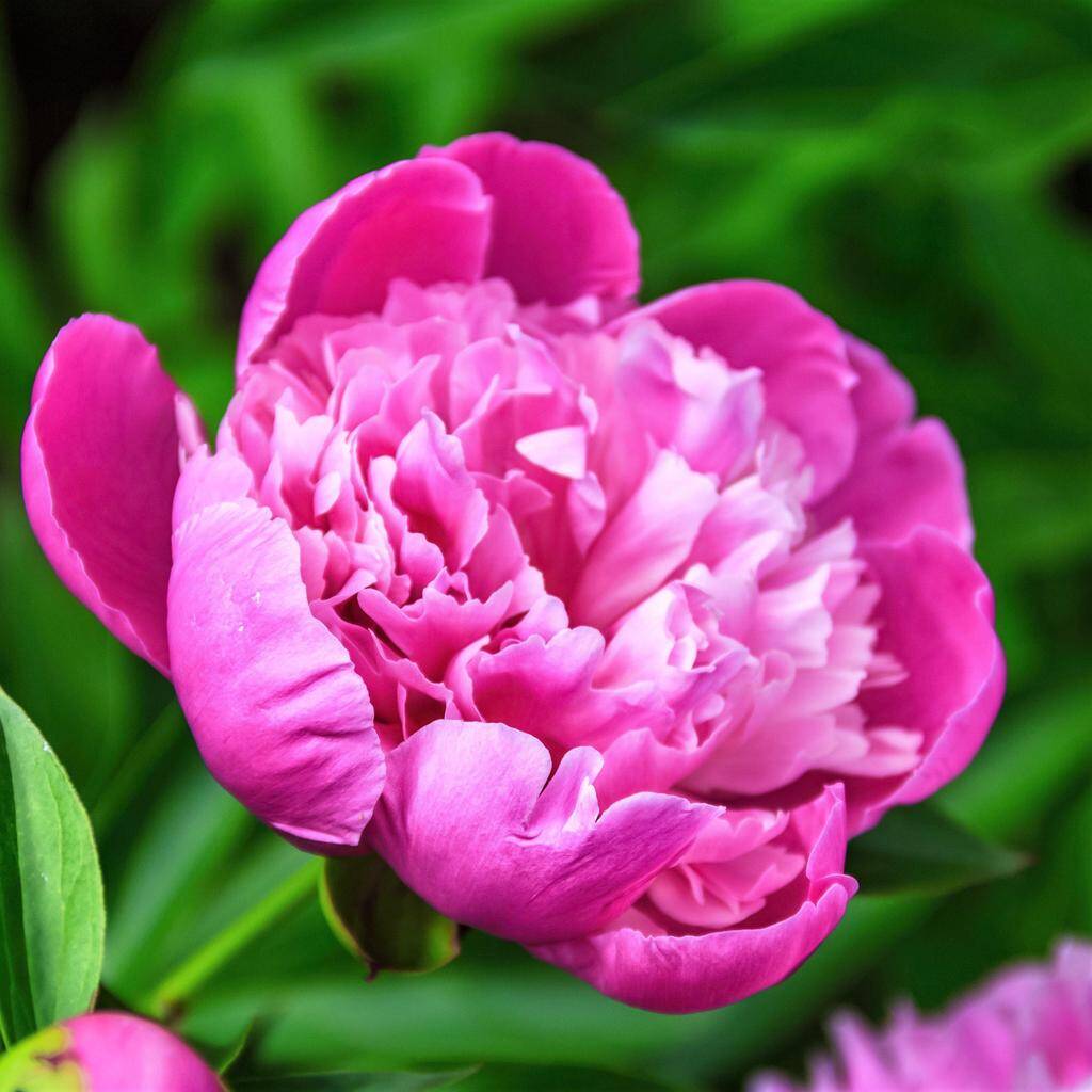 Paeonia (LD) 'Edulis Superba'
