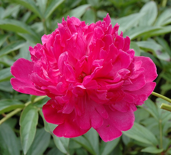Paeonia (LD) 'Felix Crousse'