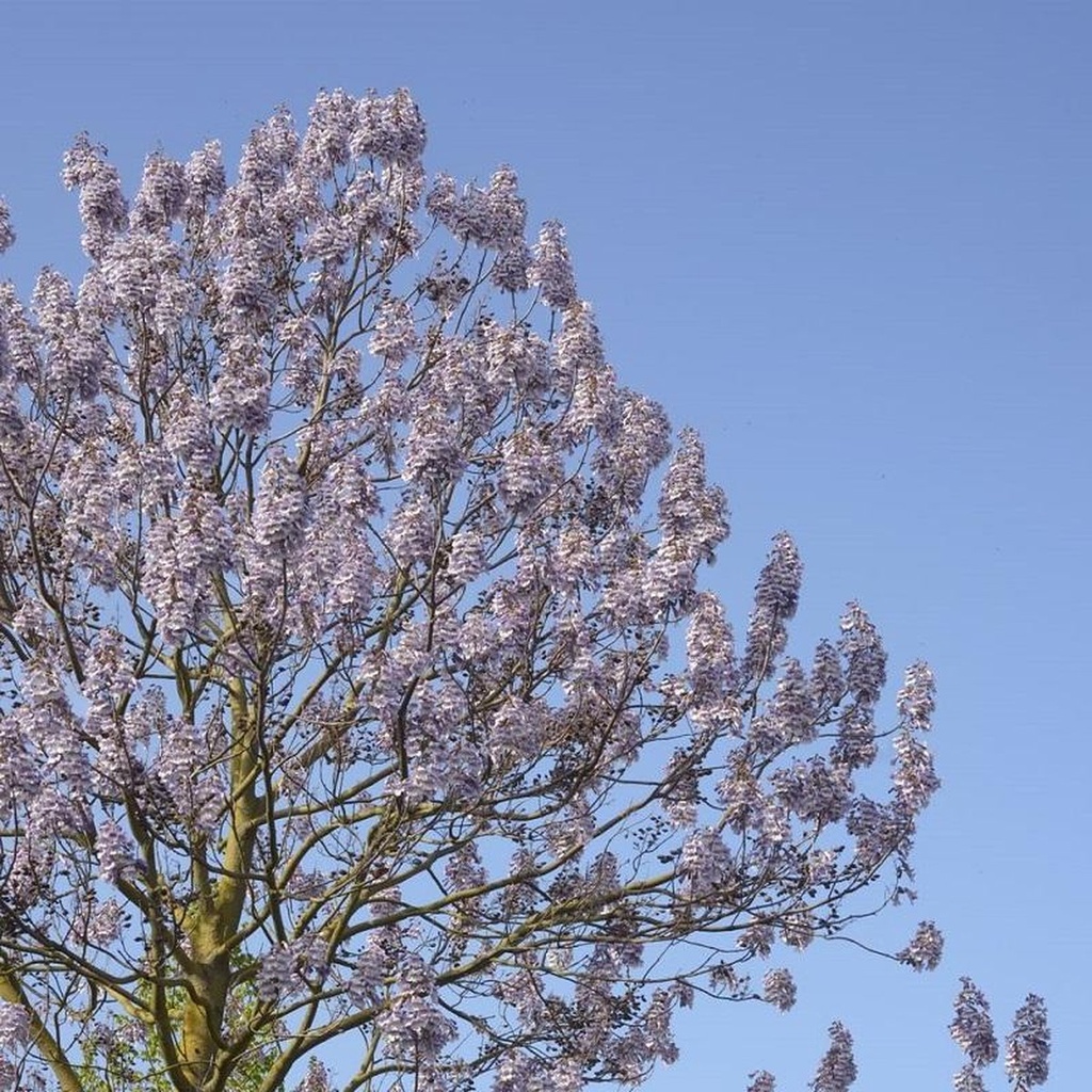 PAULOWNIA