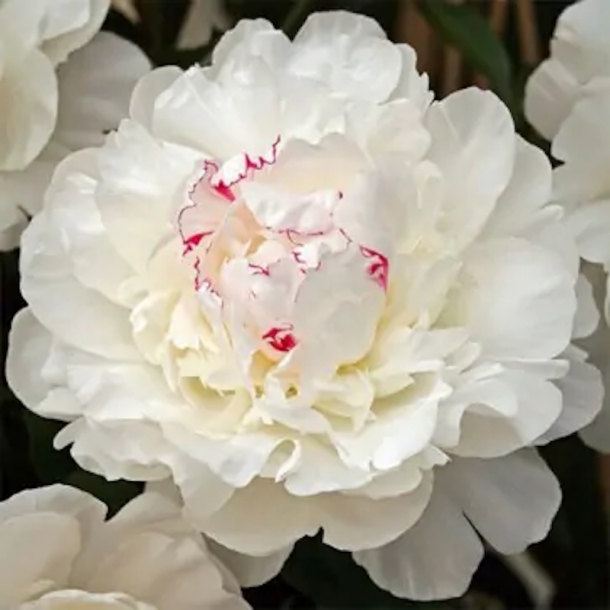 Paeonia (LD) 'Festiva Maxima'
