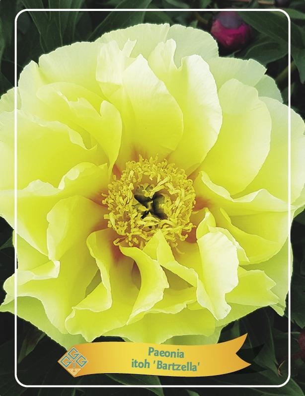 PIVOINE