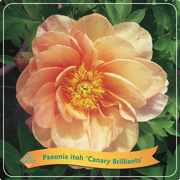 PIVOINE