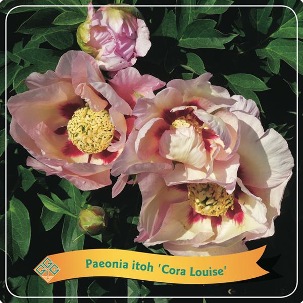 PIVOINE