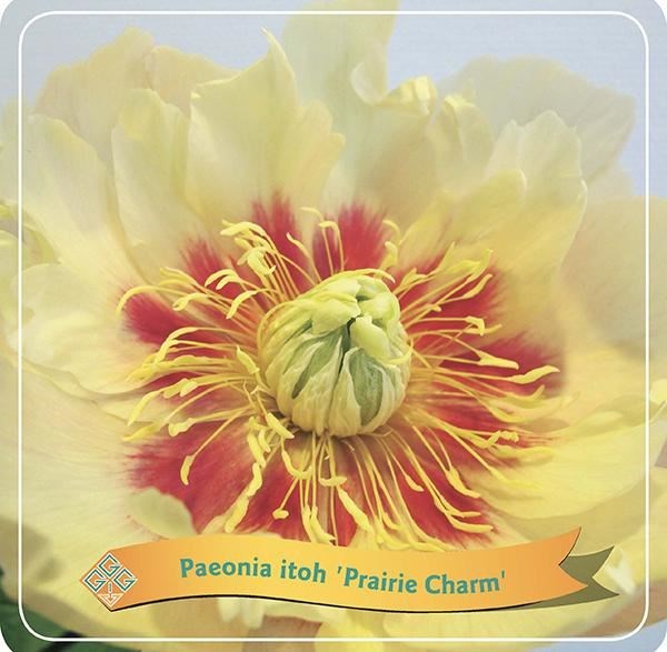 Paeonia itoh 'Prairie Charm'