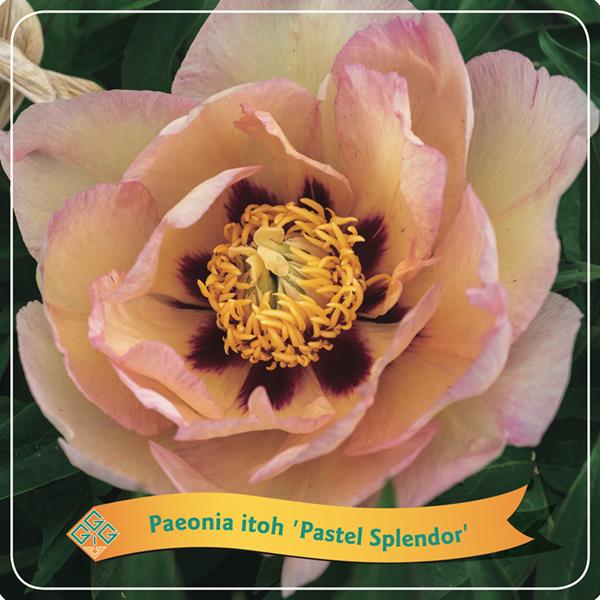 PIVOINE