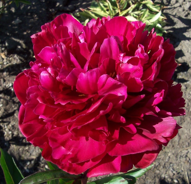 Paeonia (l) 'Karl Rosenfield'