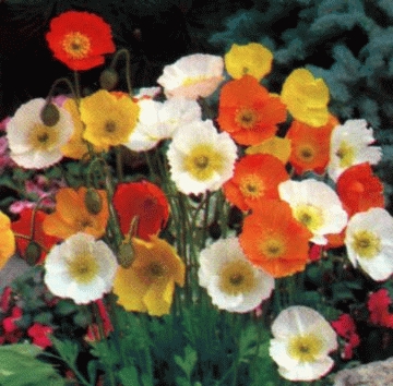 Papaver nudicaule