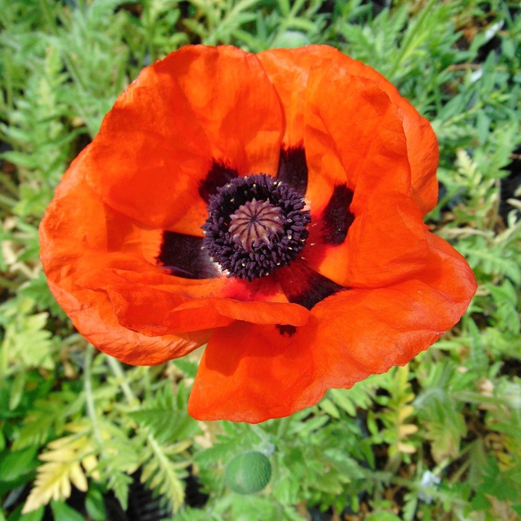 Papaver orientale 'Brillant'