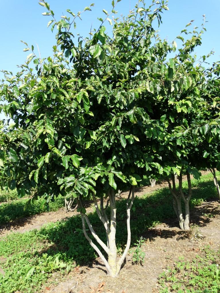Parrotia persica