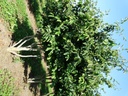 Parrotia persica