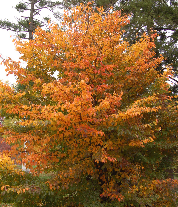 Parrotia persica 'Vanessa'