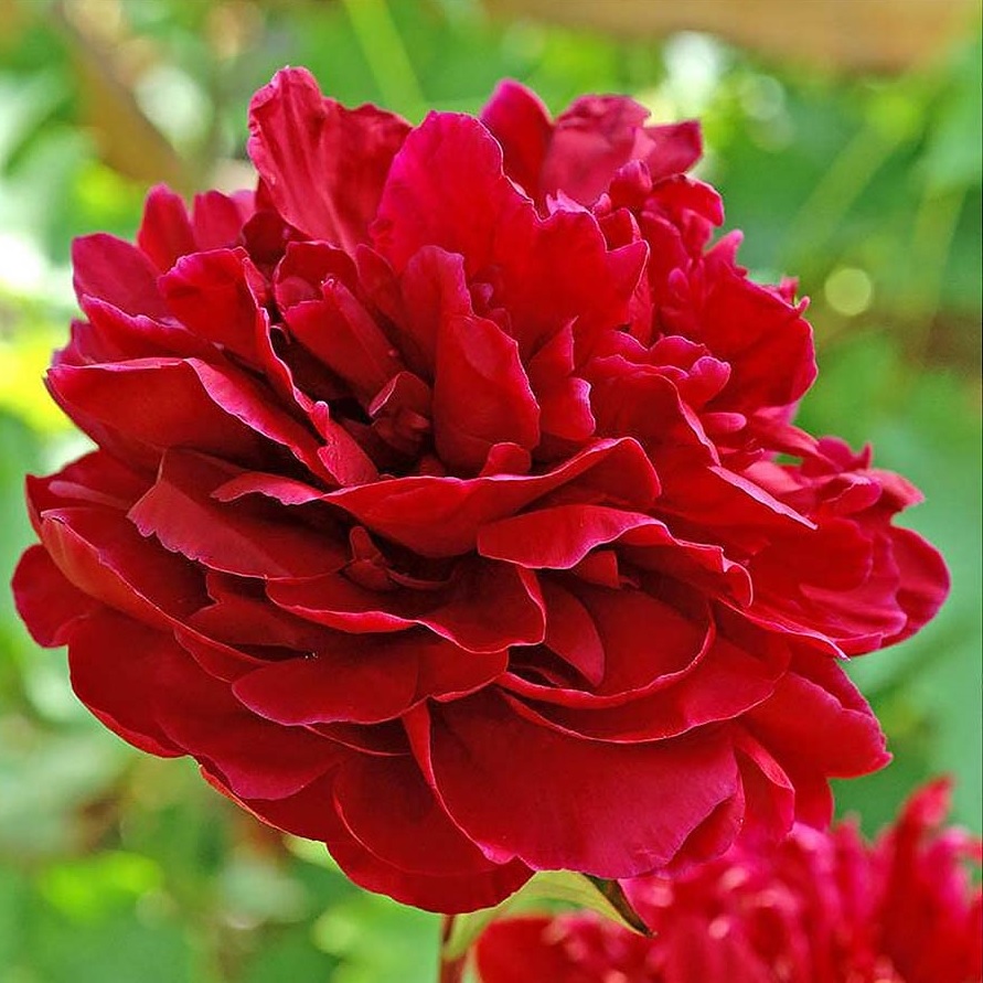 PIVOINE