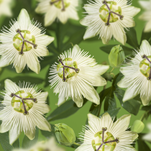 Passiflora rivers 'Snow Queen'