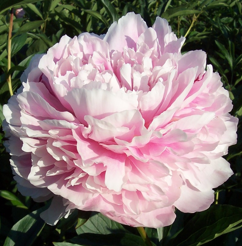 PIVOINE