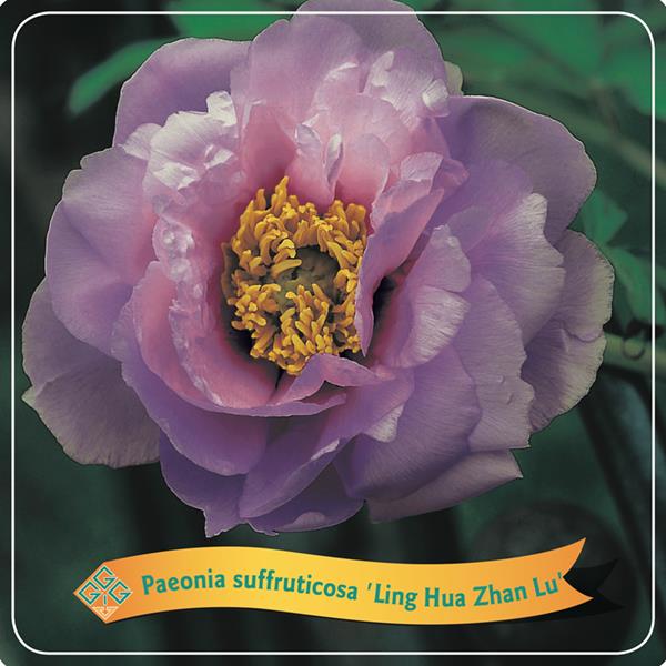 PIVOINE