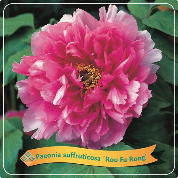 Paeonia suffr. 'Rou Fu Rong'