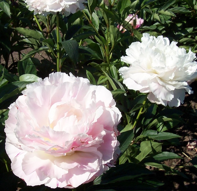 PIVOINE