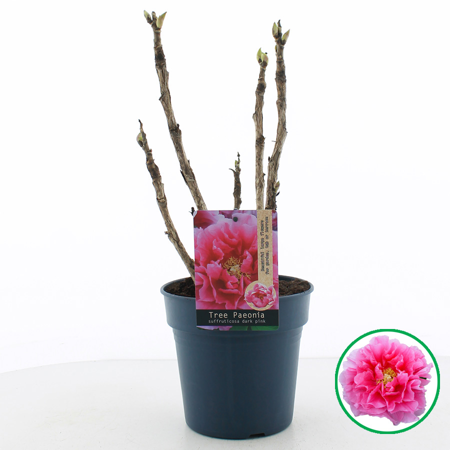 Paeonia suffruticosa DONKER ROZE