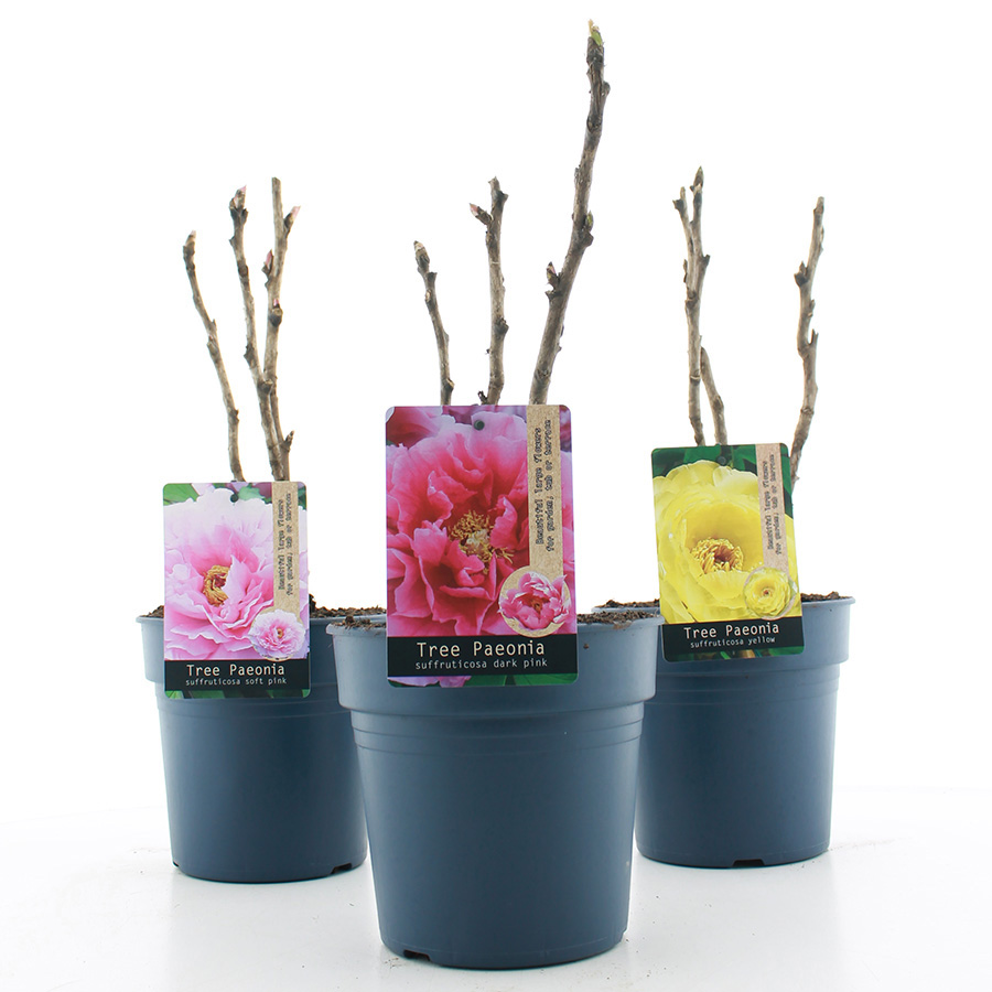 PIVOINE