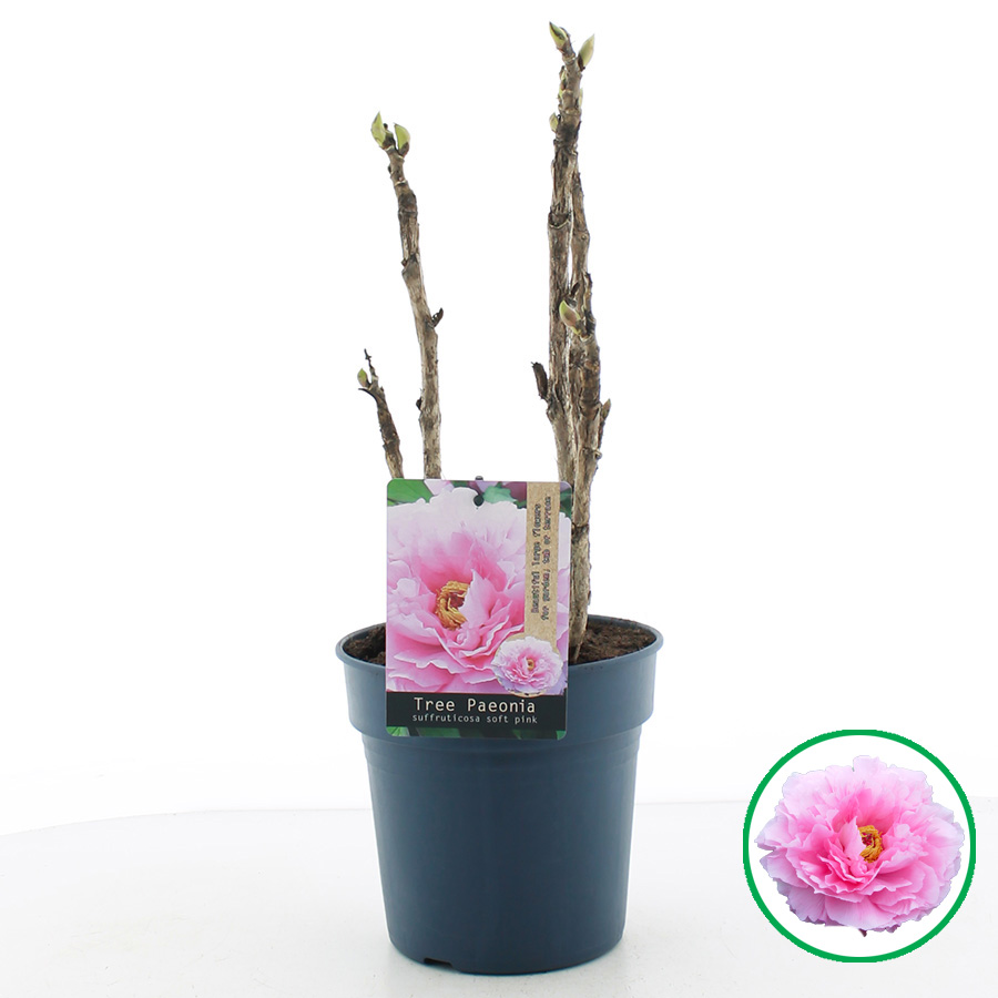 Paeonia suffruticosa LICHT ROZE