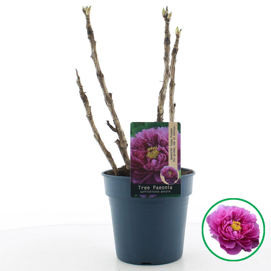 Paeonia suffruticosa PAARS