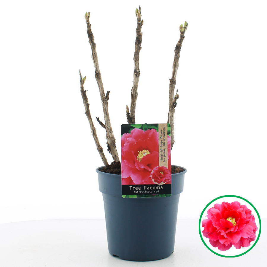 Paeonia suffruticosa ROOD