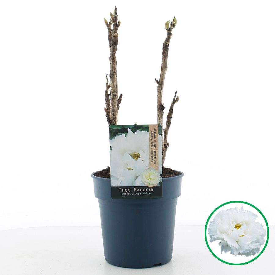 Paeonia suffruticosa WIT