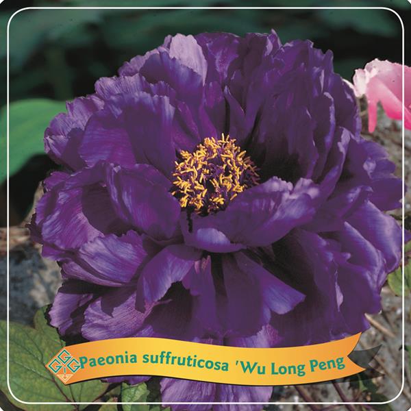 Paeonia suffr. 'Wu Long Peng Sheng'