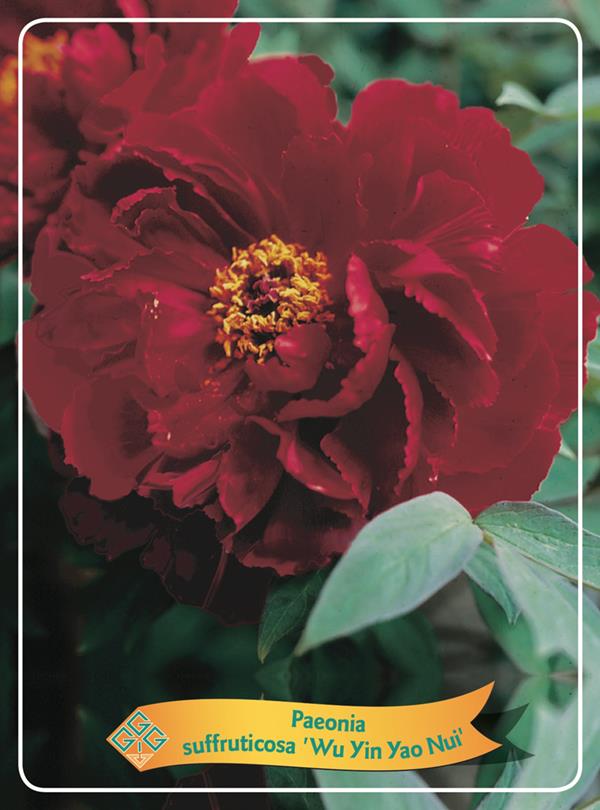 Paeonia suffr. 'Wu Yin Yao Hui'