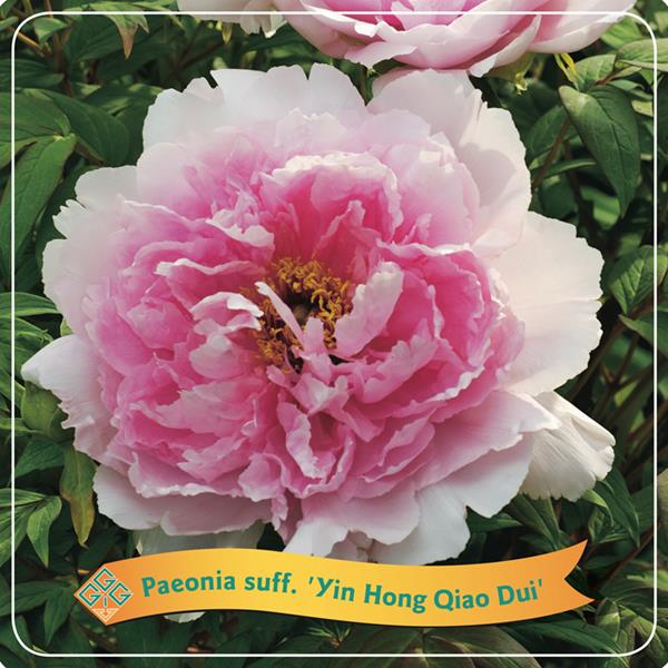 PIVOINE
