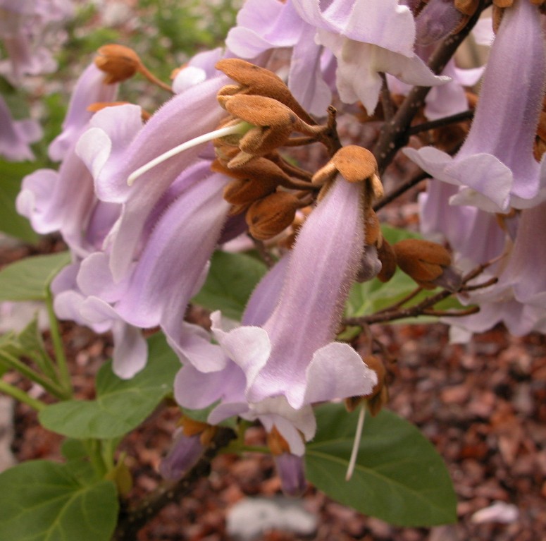 PAULOWNIA