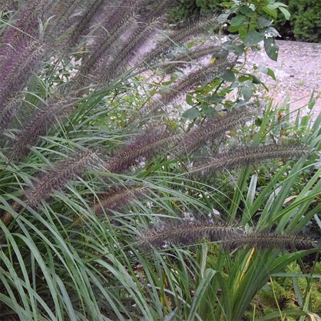 HERBE AUX ÉCOUVILLONS