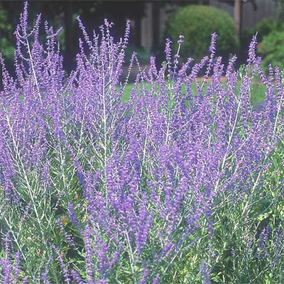 Perovskia atriplicif. 'Blue Spire'
