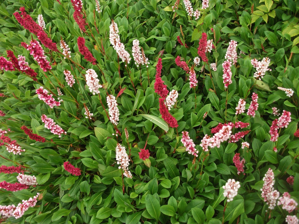 Persicaria affinis 'Darjeeling Red'