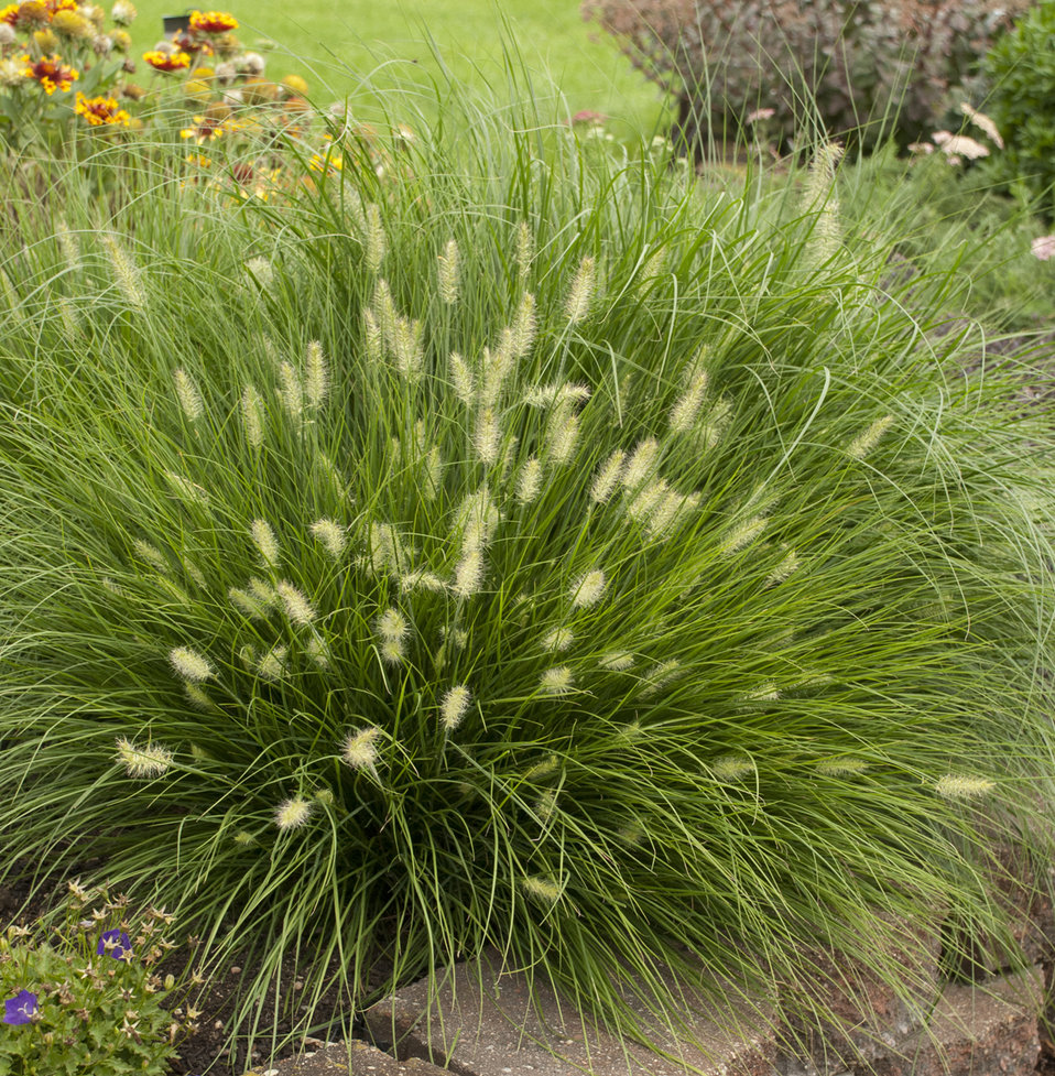 HERBE AUX ÉCOUVILLONS