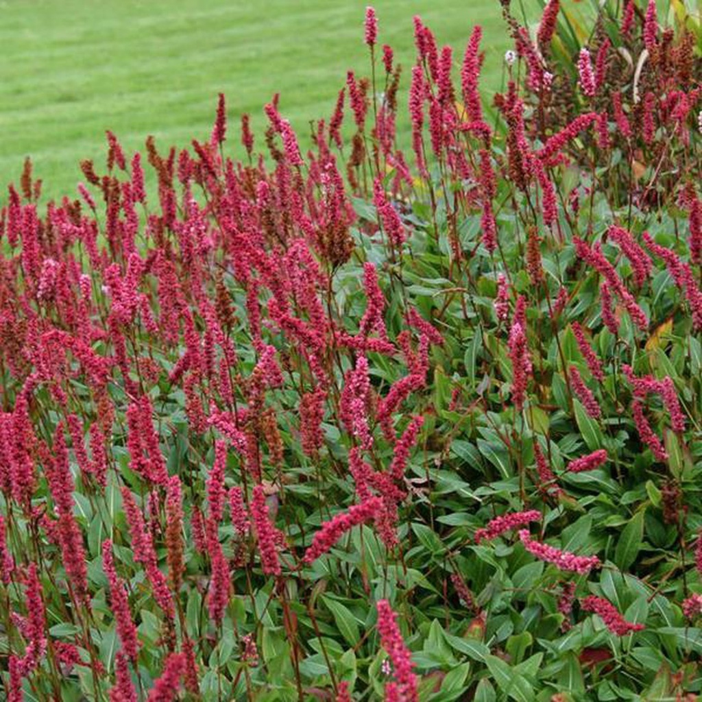 Persicaria ampl. 'Lisan'