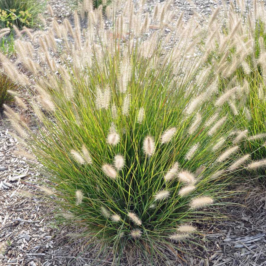 HERBE AUX ÉCOUVILLONS