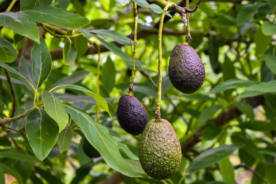 Persea americana AVOCADO