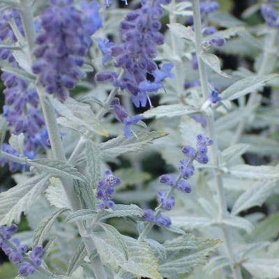 Perovskia atriplicif. 'Silvery Blue'