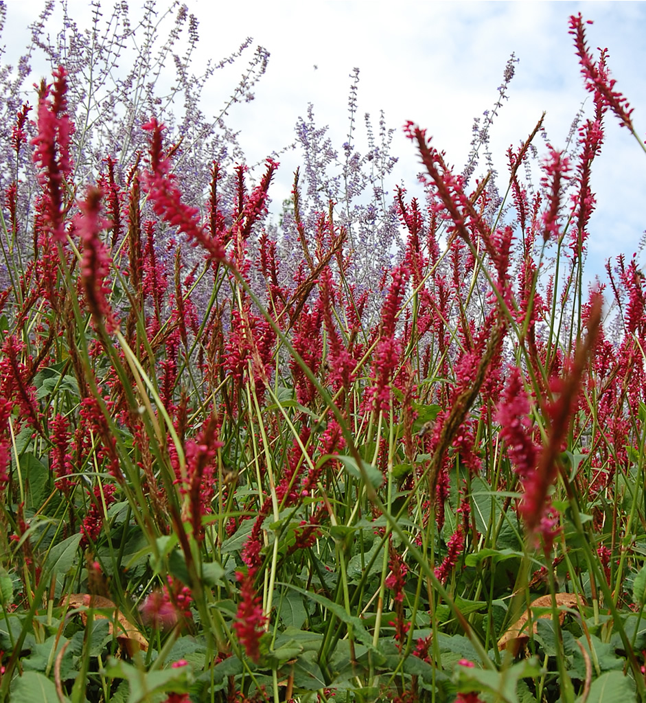 Persicaria ampl. 'Speciosa'