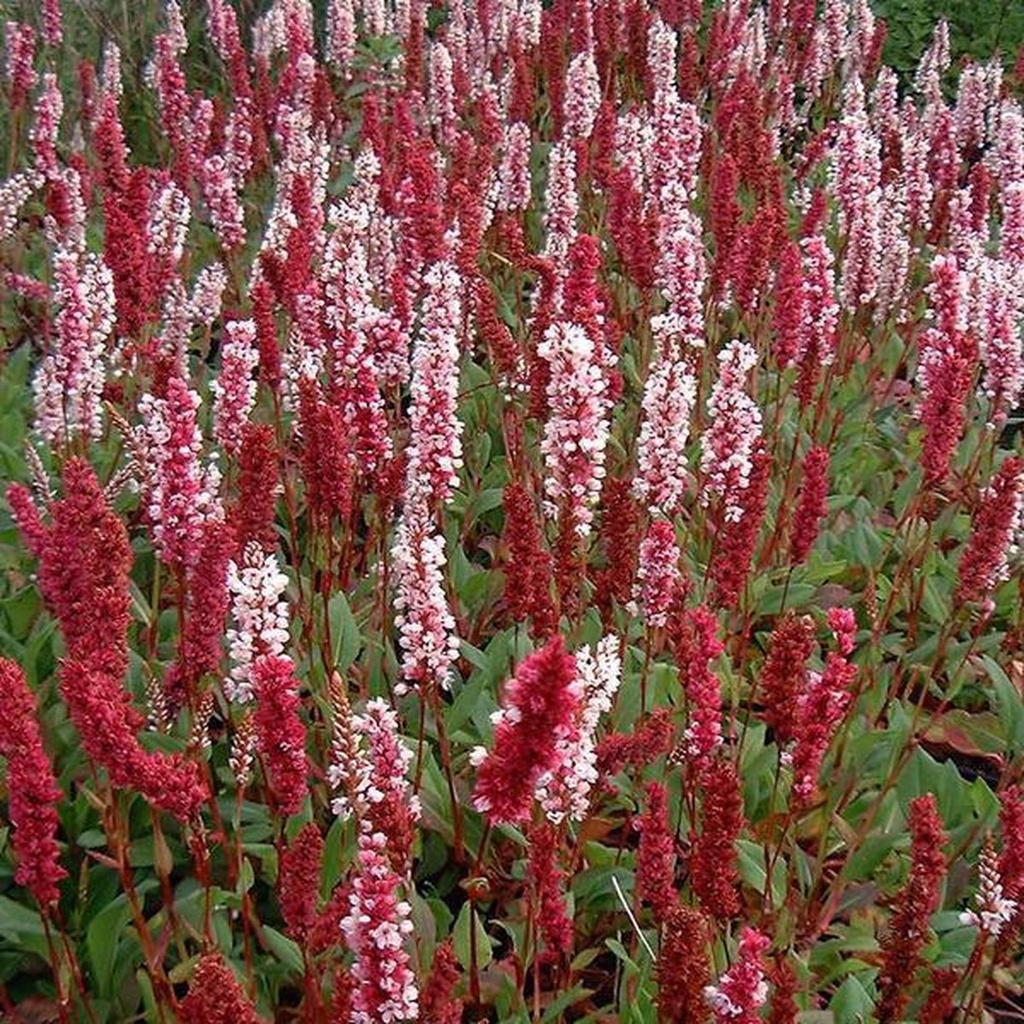 Persicaria affinis 'Superba'
