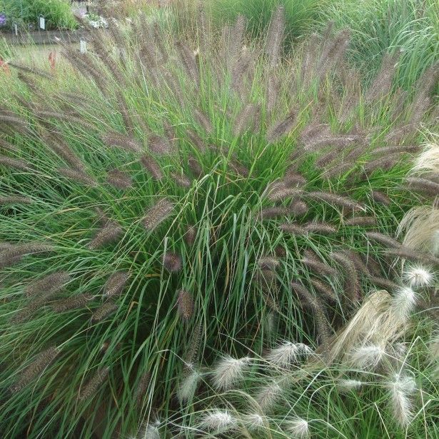 HERBE AUX ÉCOUVILLONS