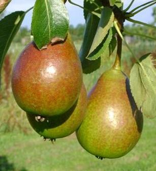 POIRE 'BONNE L. D'AVRANCHES'