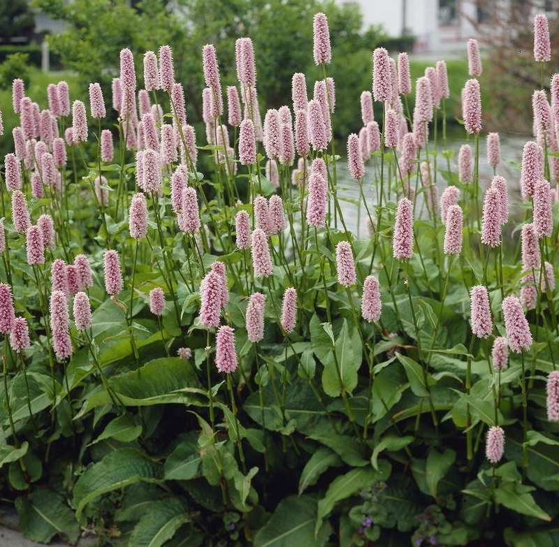 Persicaria bistorta 'Superba'