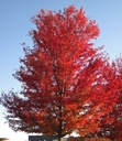 ÉRABLE ARGENTÉ