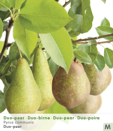 POIRE DUO: 'CONFÉRENCE/DOYENNÉ'